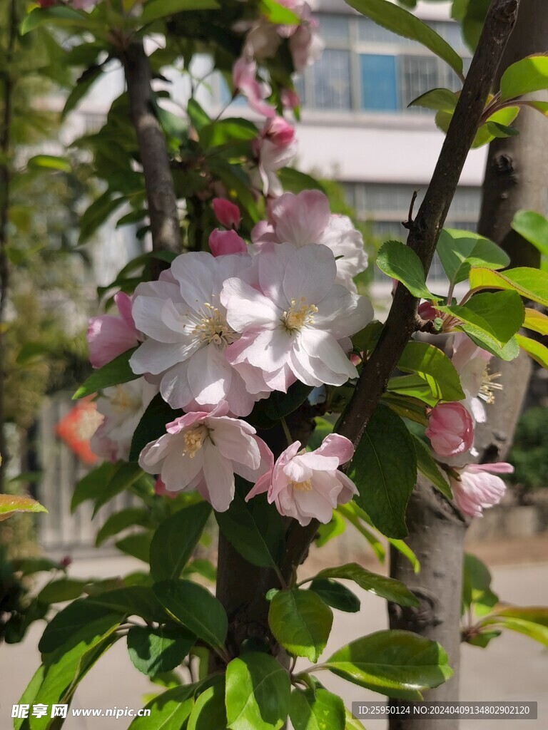 海棠花