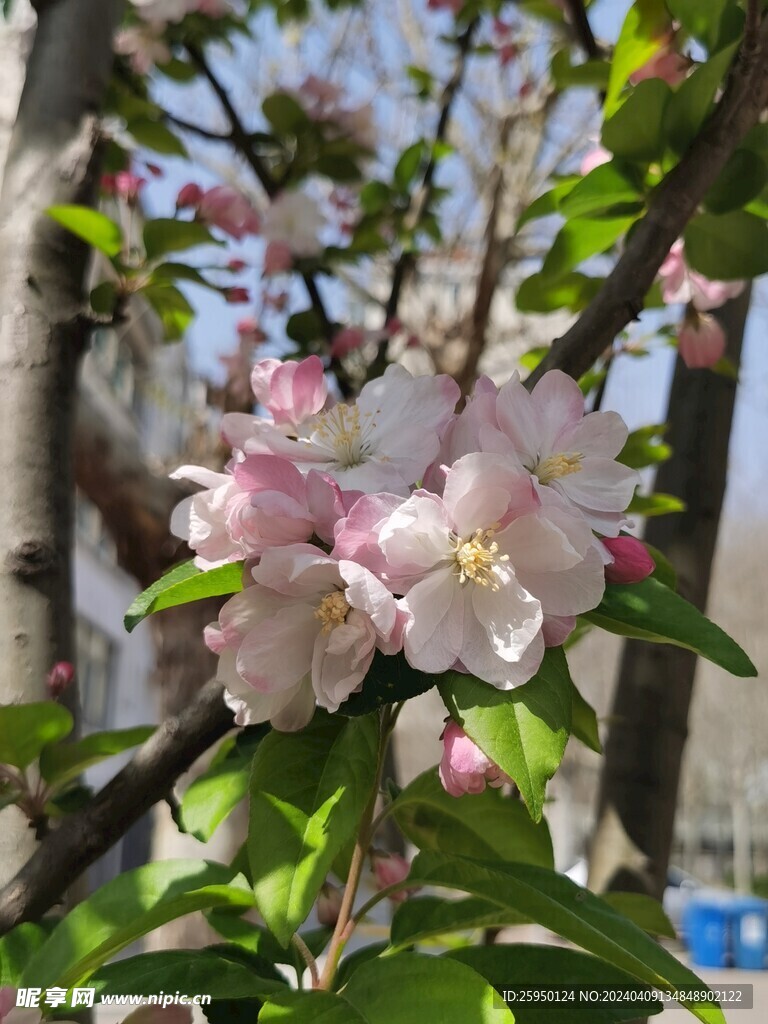 海棠花