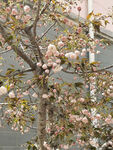 樱花树 