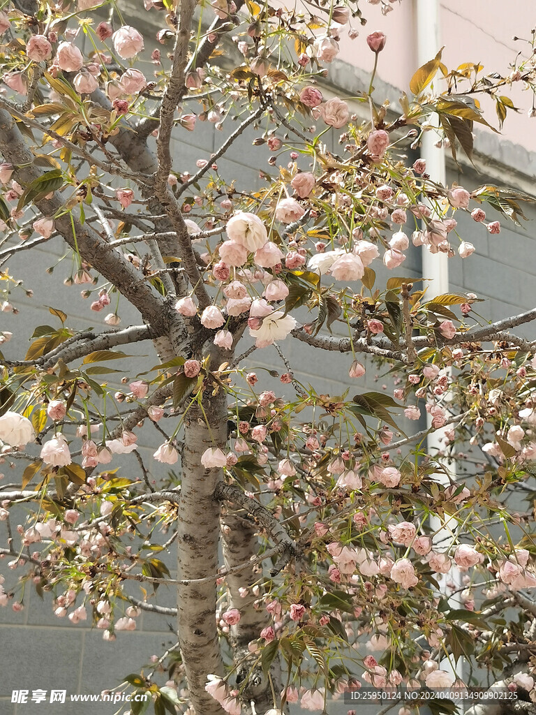 樱花树 