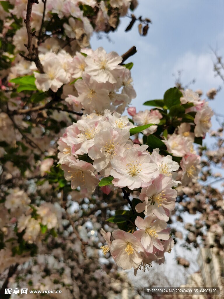 海棠花