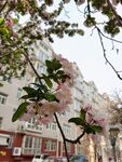 海棠花