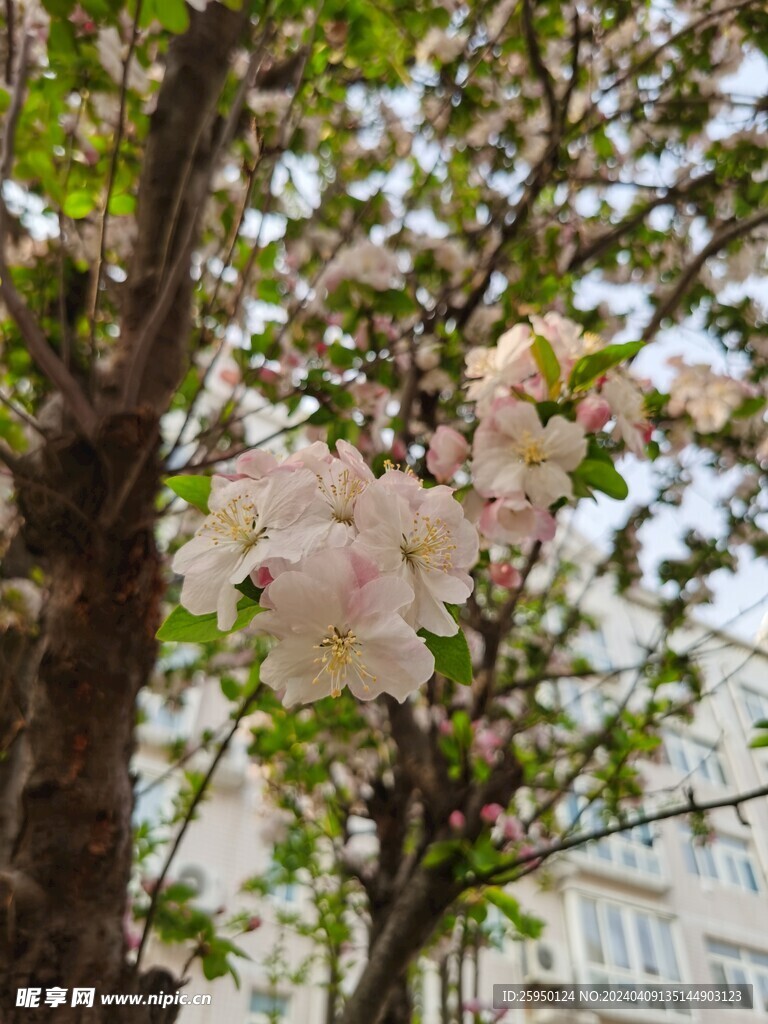海棠花