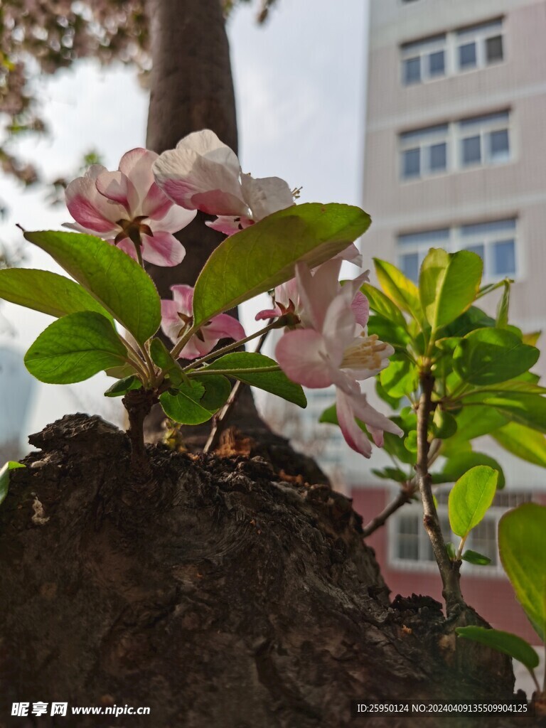海棠花