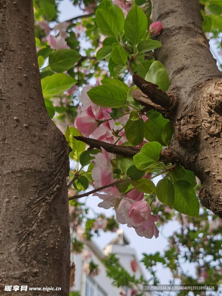 海棠花