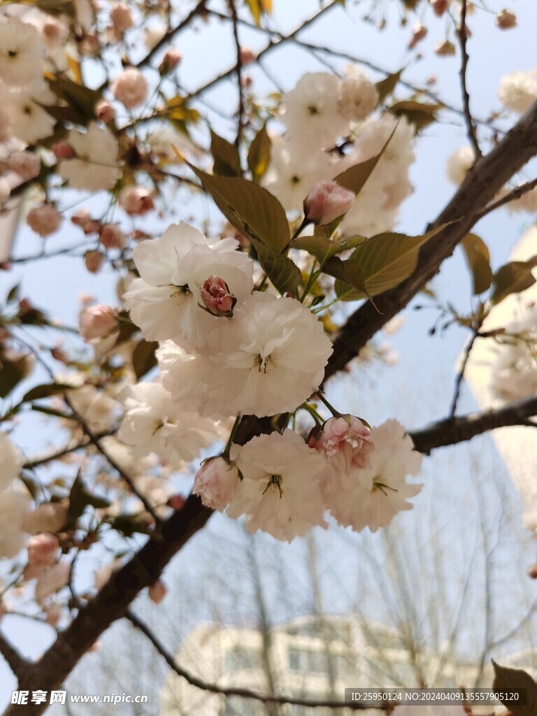 樱花