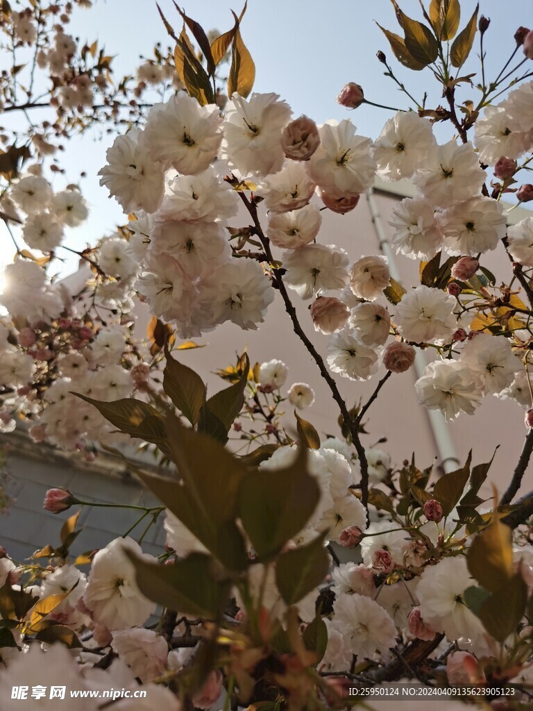 樱花