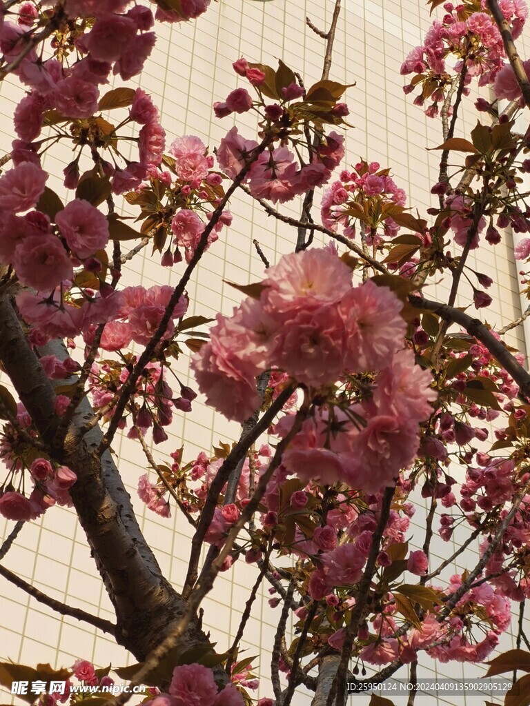 樱花
