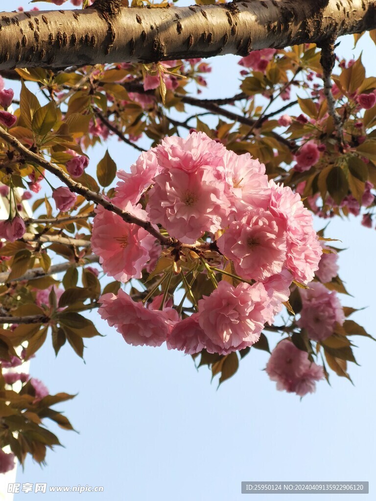 樱花