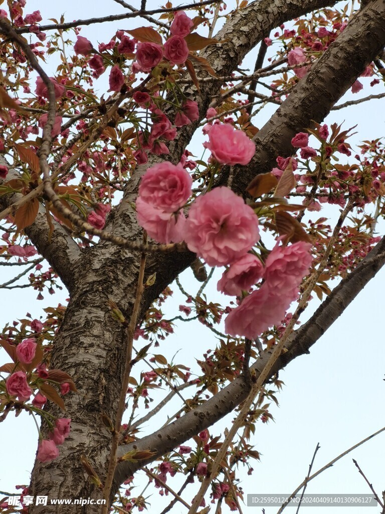 樱花