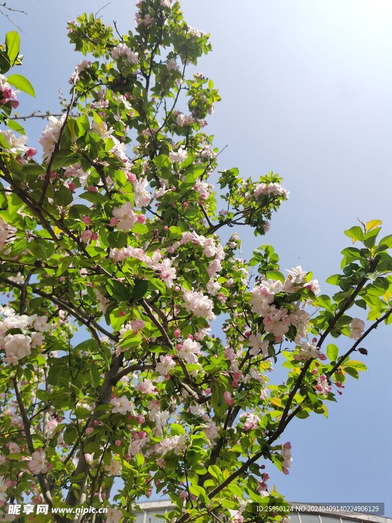 海棠花
