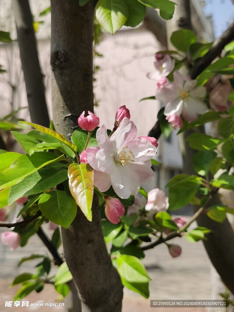 海棠花