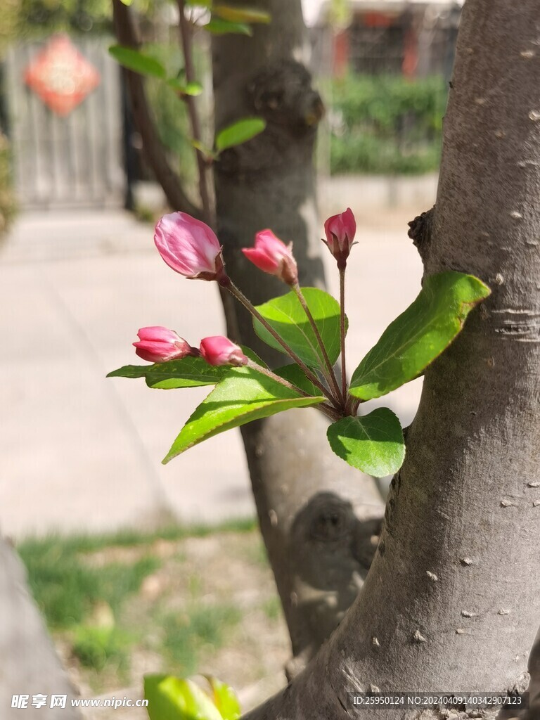 海棠花