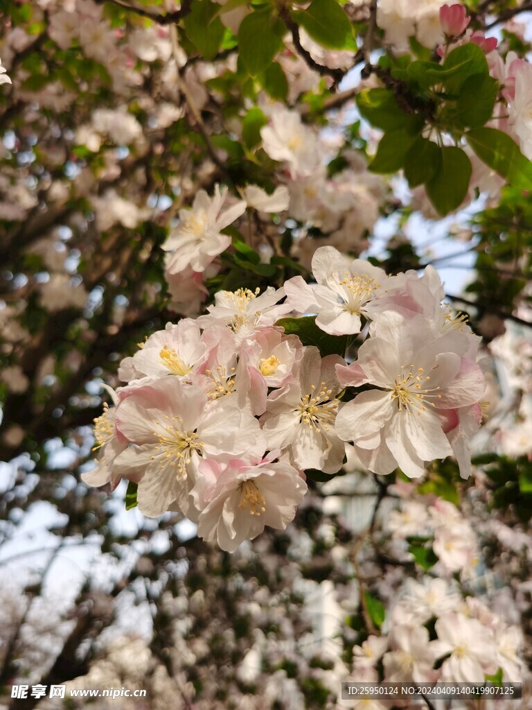 海棠花