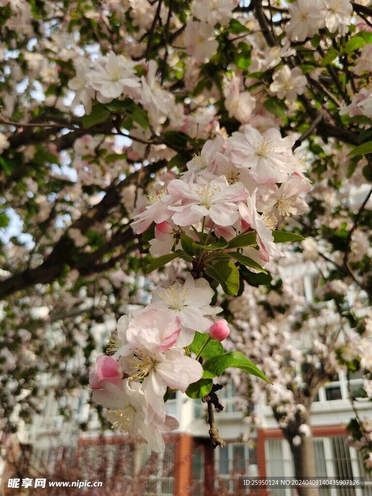 海棠花