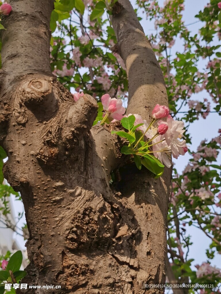 海棠花