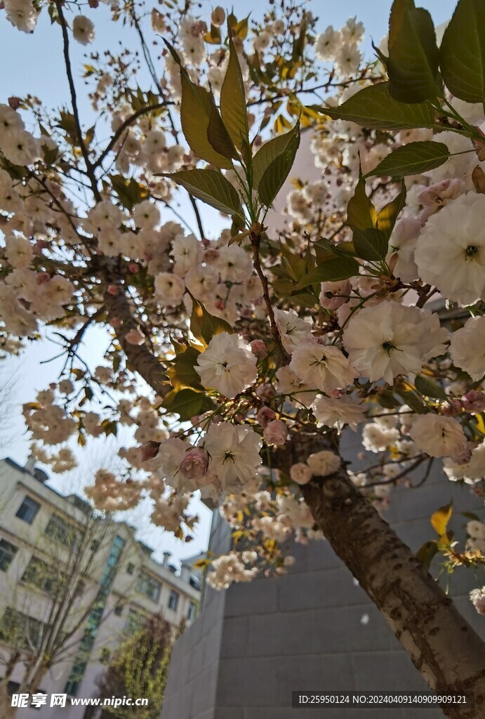 樱花