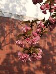 樱花树