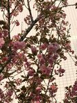 樱花树