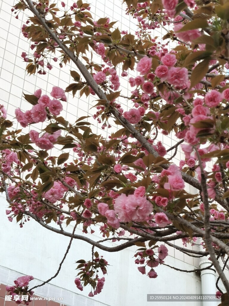 樱花树