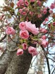 樱花树