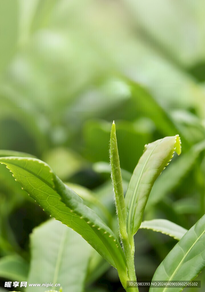 茉莉花茶