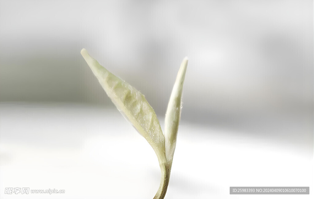茉莉花茶
