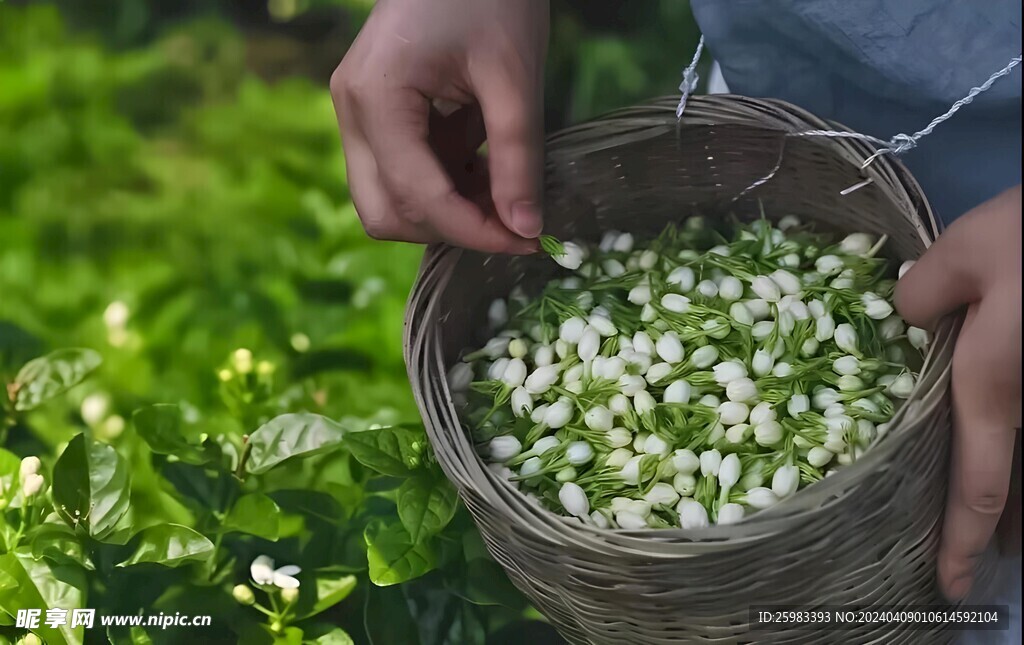 茉莉花栽培 