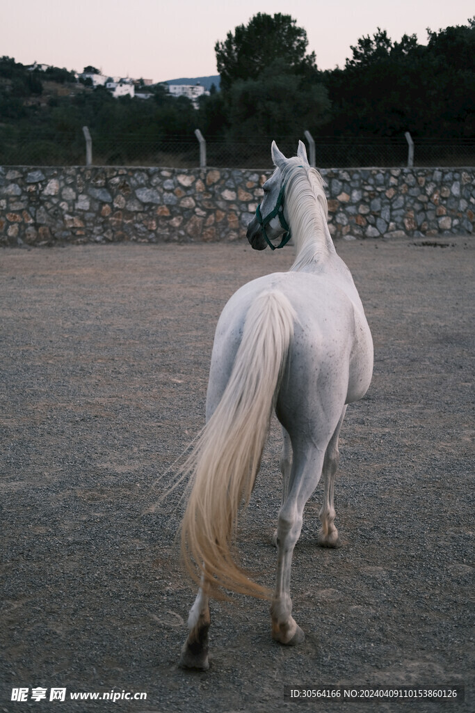 骏马