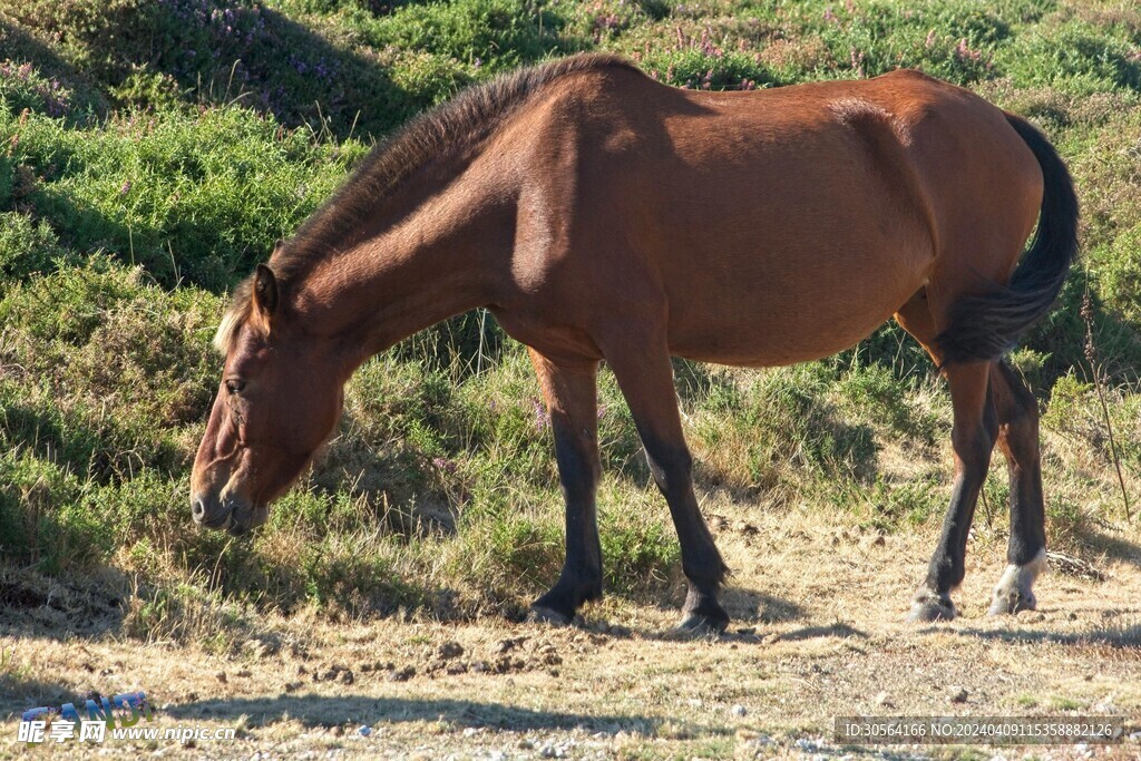 骏马