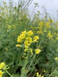 油菜花