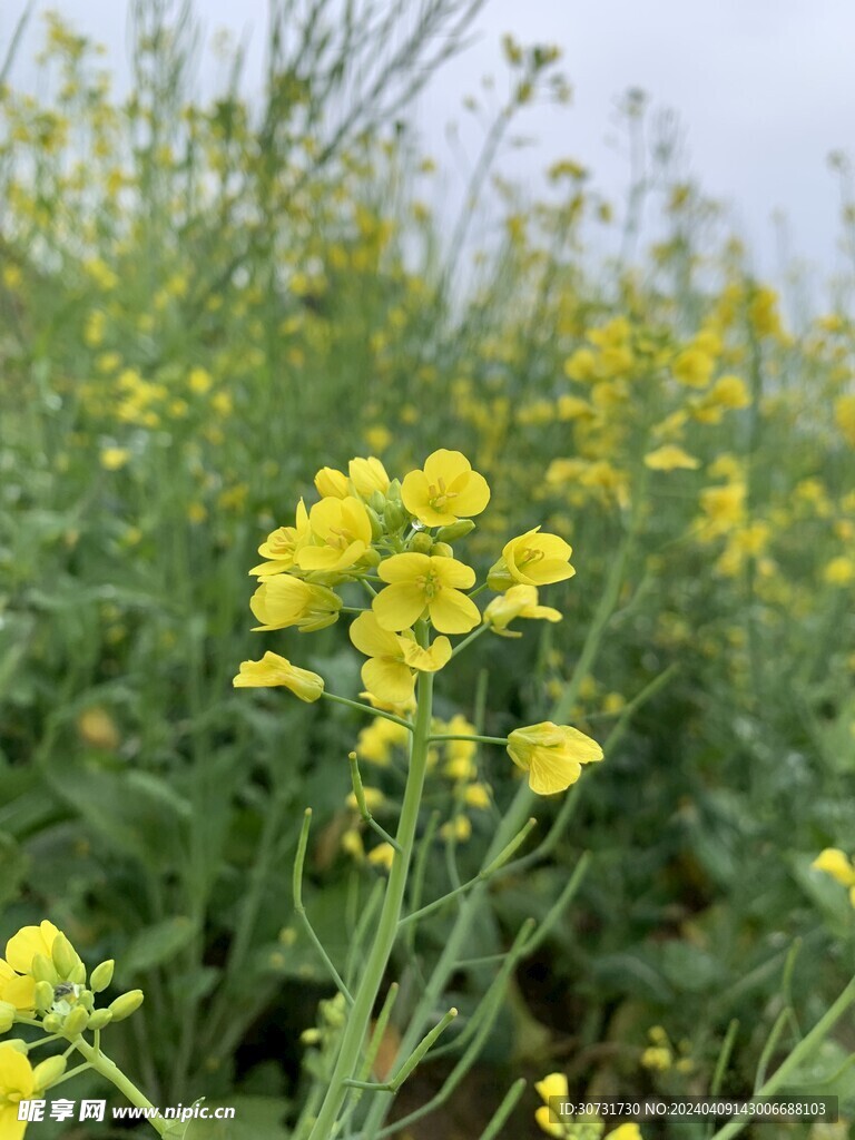 油菜花