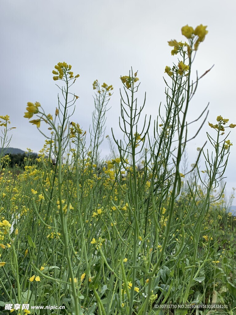 油菜花