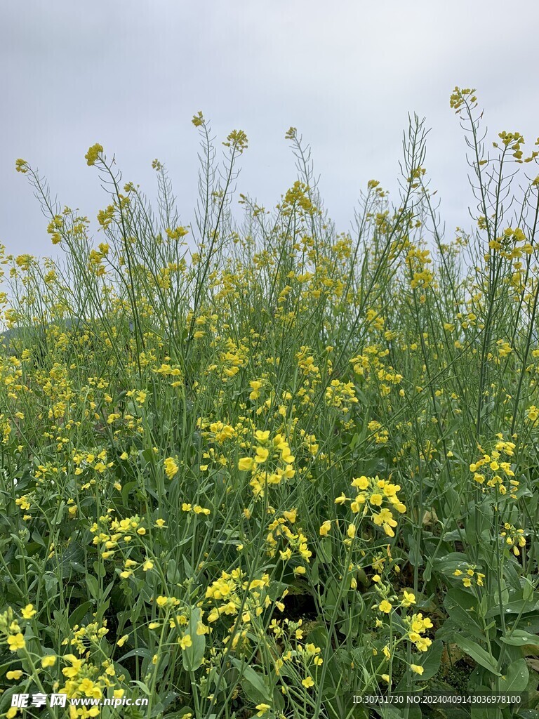 油菜花