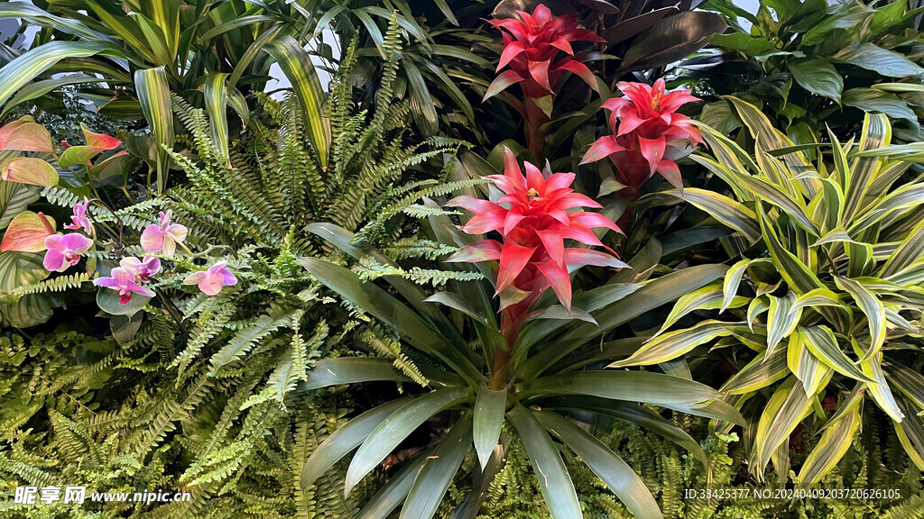 室内绿植景观 鸿运当头