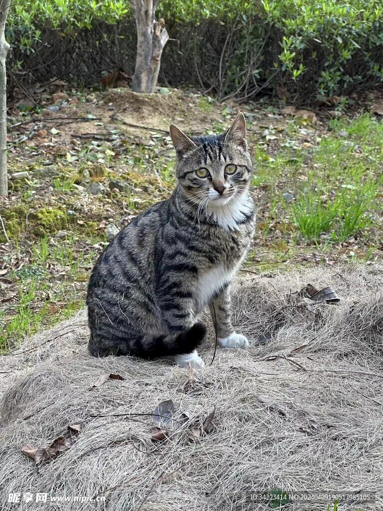 狸花猫