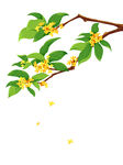 桂花