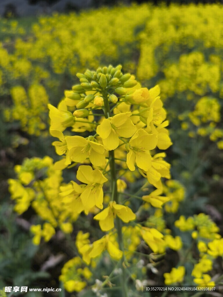 菜籽花