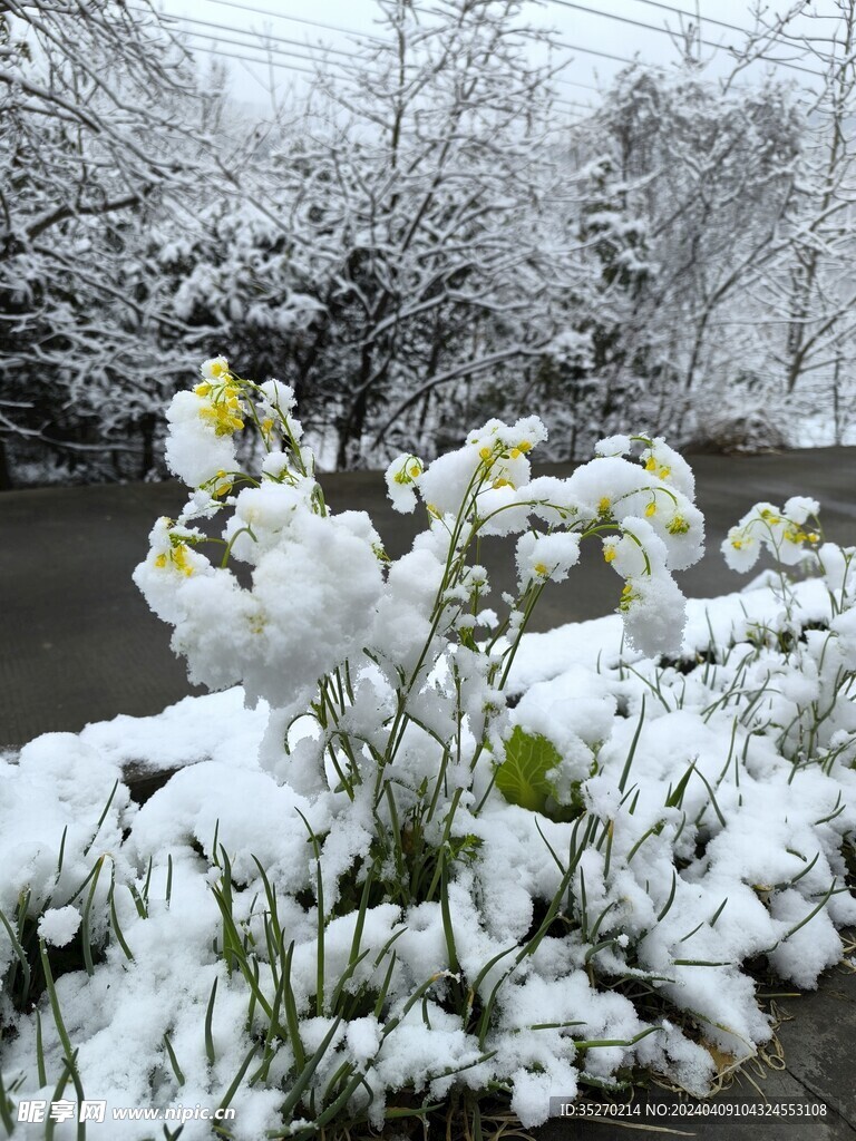 雪景