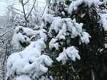 枇杷树雪景