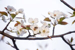 梨花 蜜蜂