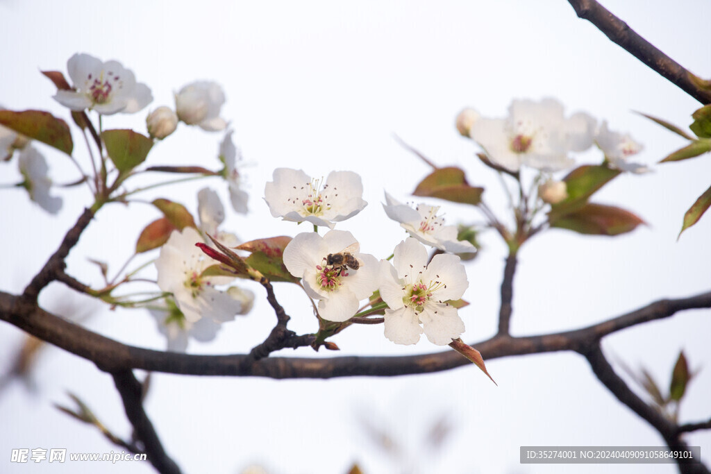 梨花 蜜蜂