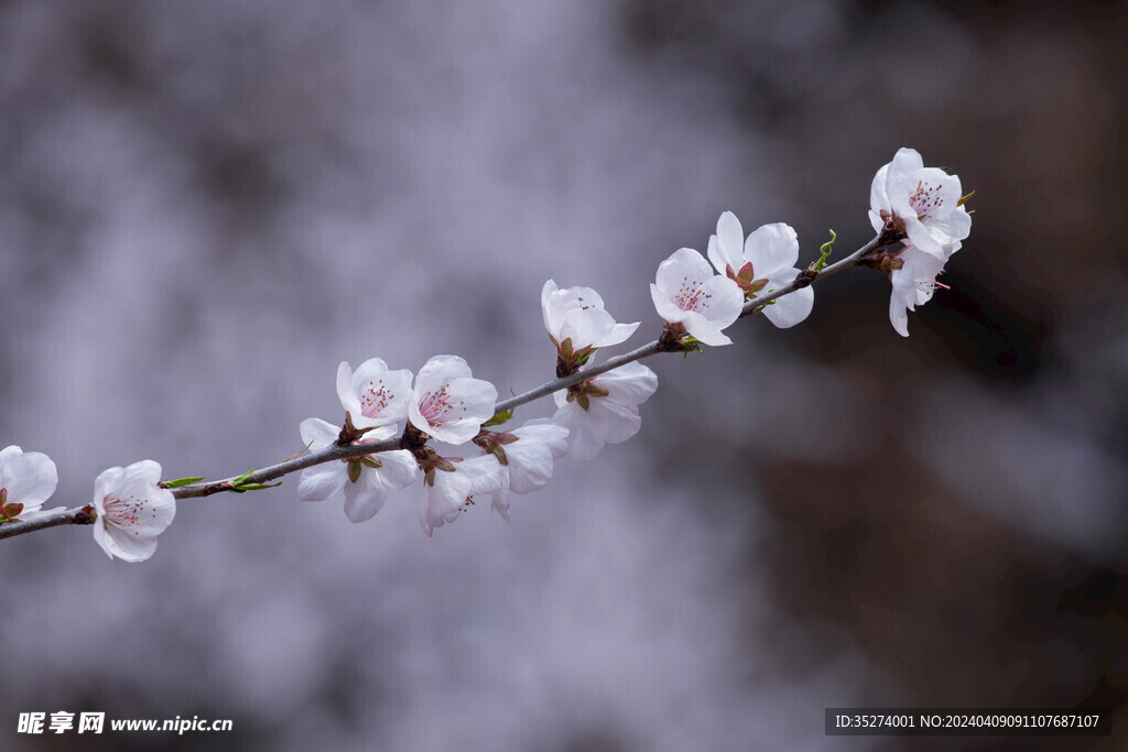 山桃花