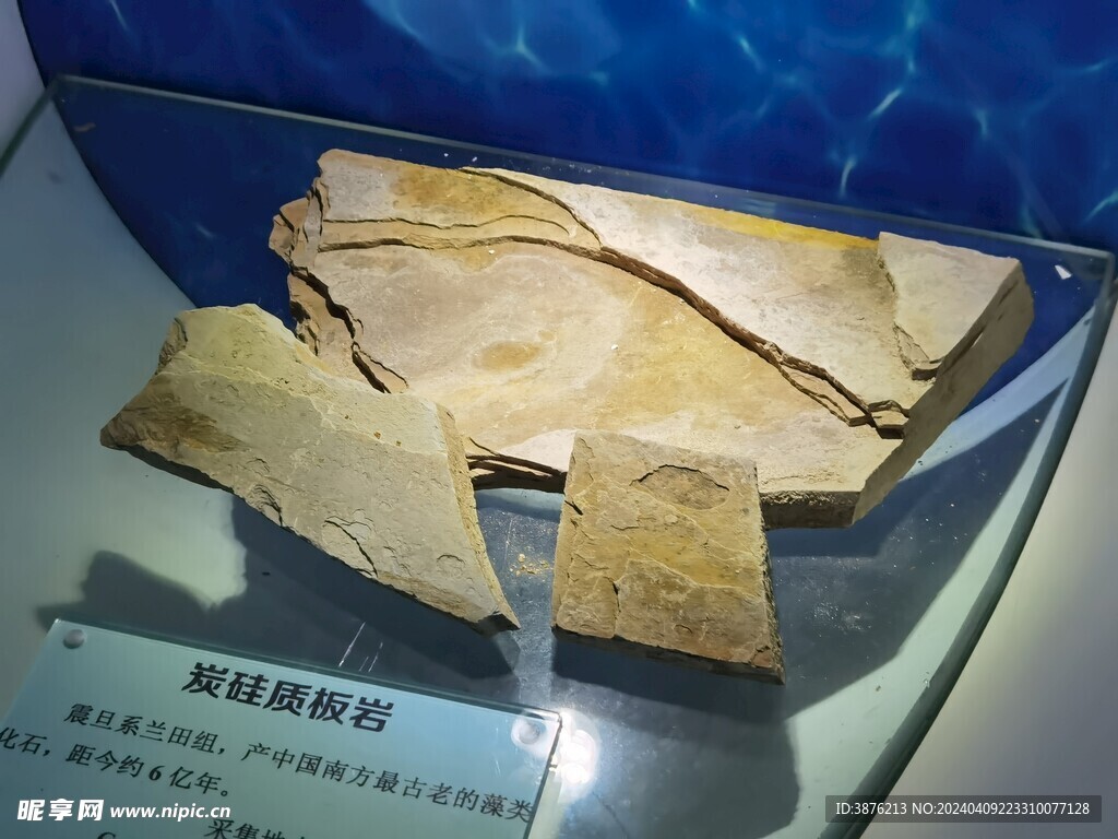 炭硅质板岩样本