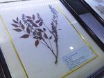 紫藤植物标本