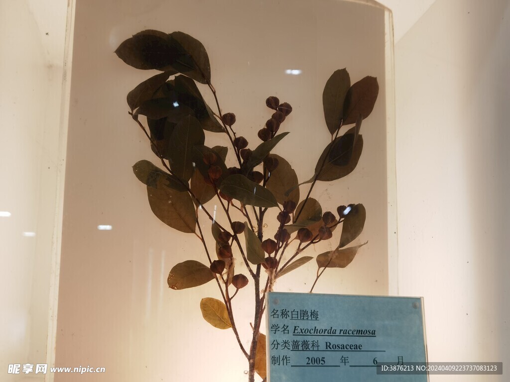 白鹃梅植物标本