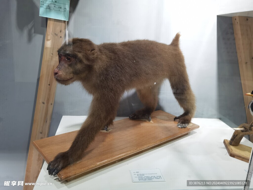 黄山短尾猴动物标本