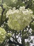 绣球花