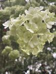 绣球花