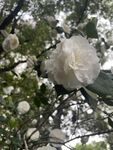 茶花